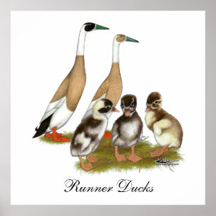 Penciled Runner Duck Family Poster