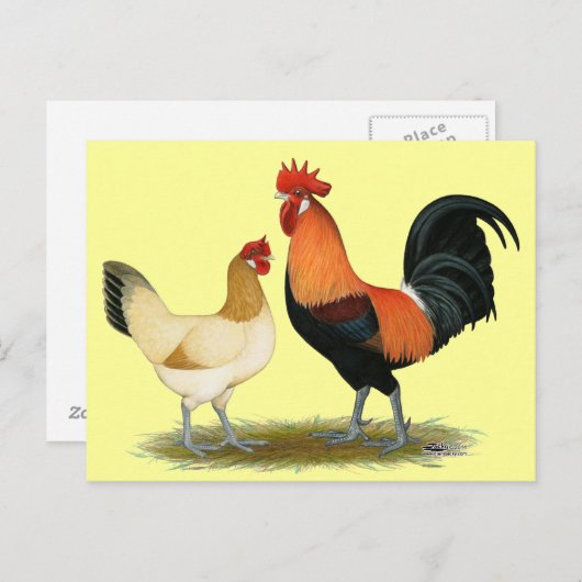 Penedesenca Chickens Briefkaart (Voorkant / Achterkant)