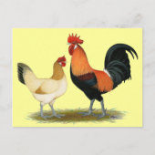 Penedesenca Chickens Briefkaart (Voorkant)