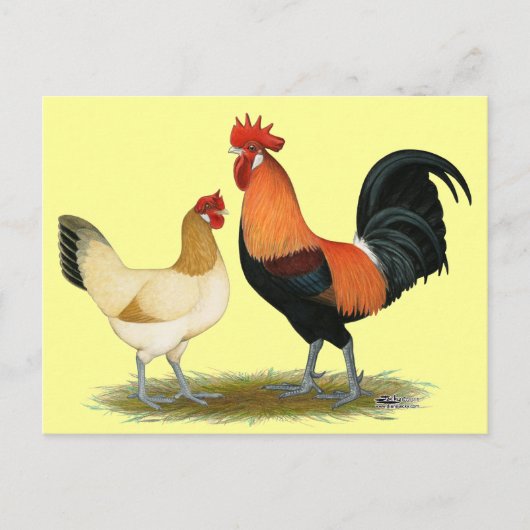Penedesenca Chickens Briefkaart (Voorkant)