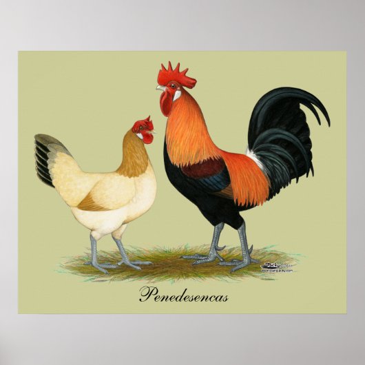 Penedesenca Chickens Poster (Voorkant)