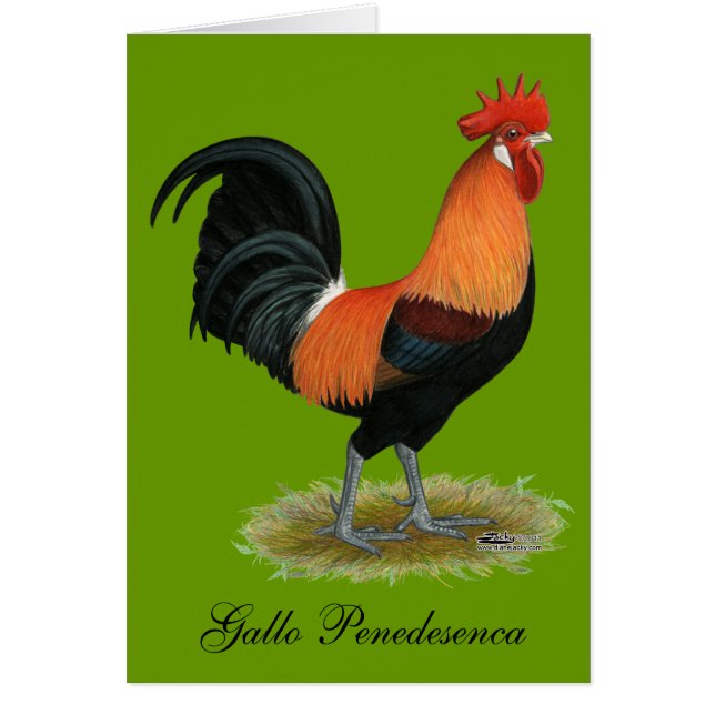 Penedesenca Rooster (Voorkant)