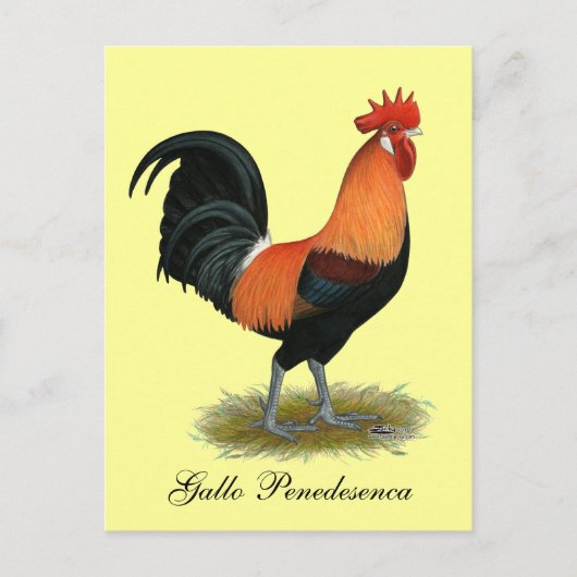 Penedesenca Rooster Briefkaart (Voorkant)