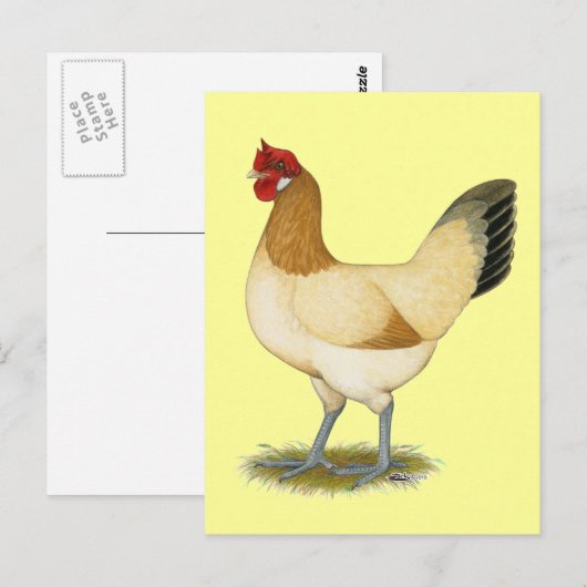 Penedesenca: Wheaten Hen Briefkaart (Voorkant / Achterkant)