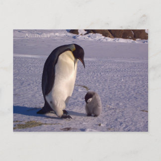 Penfinga met een baby-piggy op Antarctica, foto. Briefkaart