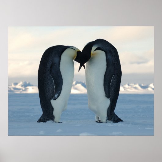 Penguin Arctic Birthday Shower Party Love Destiny Poster (Voorkant)