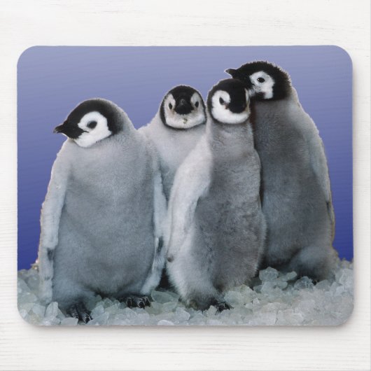 Penguin Babies Muismat (Voorkant)