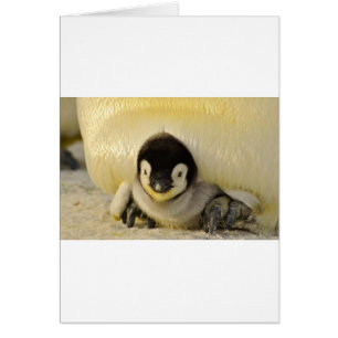 Penguin baby