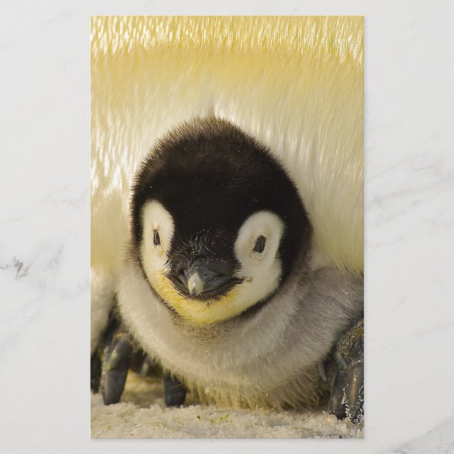 Penguin baby (Voorkant)