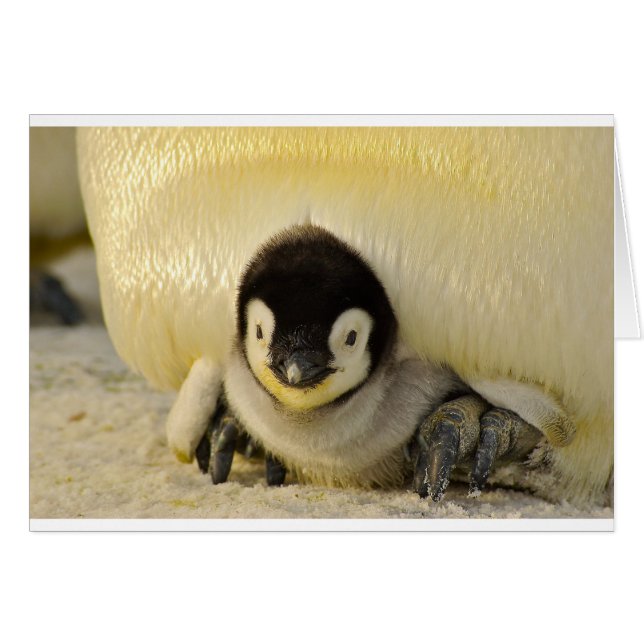 Penguin baby (Voorkant Horizontaal)