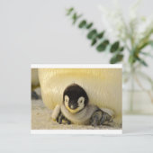 Penguin baby briefkaart (Staand voorkant)