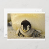 Penguin baby briefkaart (Voorkant / Achterkant)