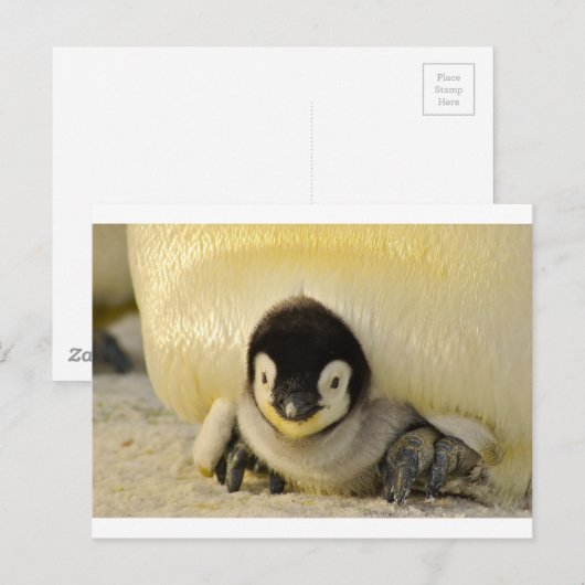 Penguin baby briefkaart (Voorkant / Achterkant)