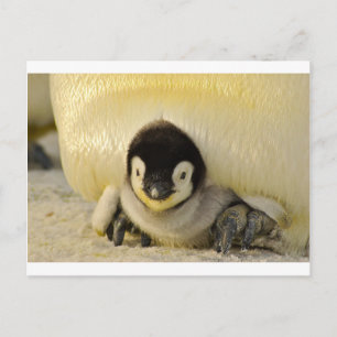 Penguin baby briefkaart