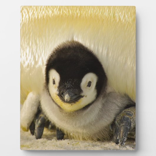 Penguin baby fotoplaat (Voorkant)