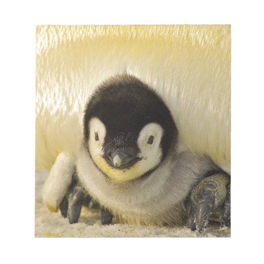 Penguin baby notitieblok (Voorkant)