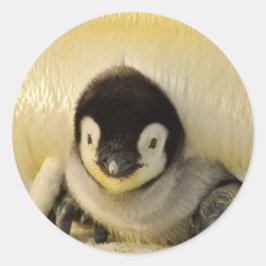 Penguin baby ronde sticker