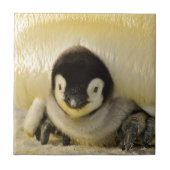 Penguin baby tegeltje (Voorkant)