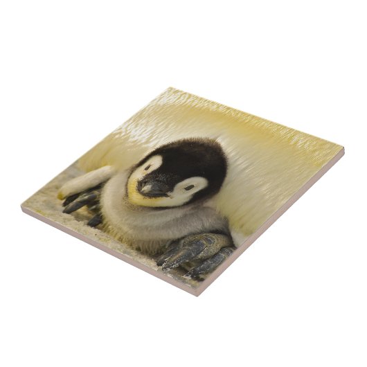 Penguin baby tegeltje (Zijkant)