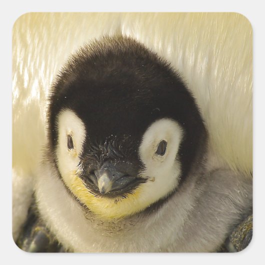 Penguin baby vierkante sticker (Voorkant)