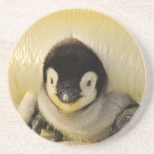 Penguin baby zandsteen onderzetter