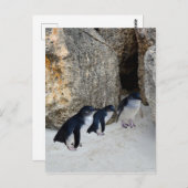 Penguin Beach House Briefkaart (Voorkant / Achterkant)