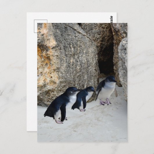 Penguin Beach House Briefkaart (Voorkant / Achterkant)