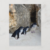 Penguin Beach House Briefkaart (Voorkant)