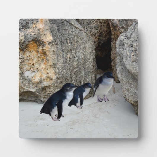 Penguin Beach House Fotoplaat (Voorkant)