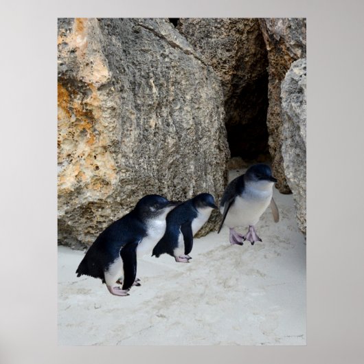 Penguin Beach House Poster (Voorkant)