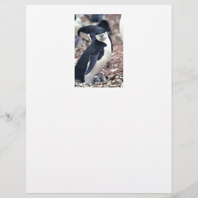Penguin Bird Leuk Dier Zwart Wit Water (Voorkant)
