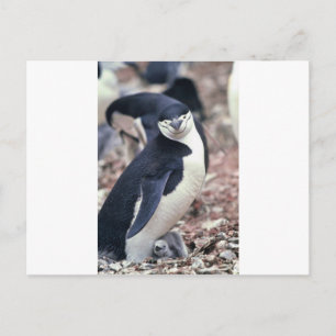 Penguin Bird Leuk Dier Zwart Wit Water Briefkaart