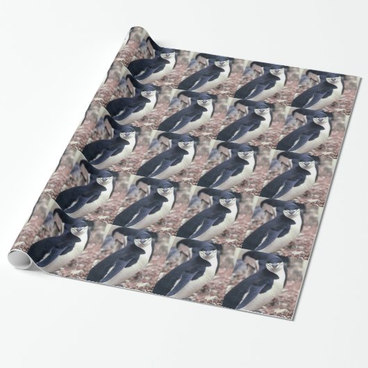 Penguin Bird Leuk Dier Zwart Wit Water Cadeaupapier (Uitgerold)