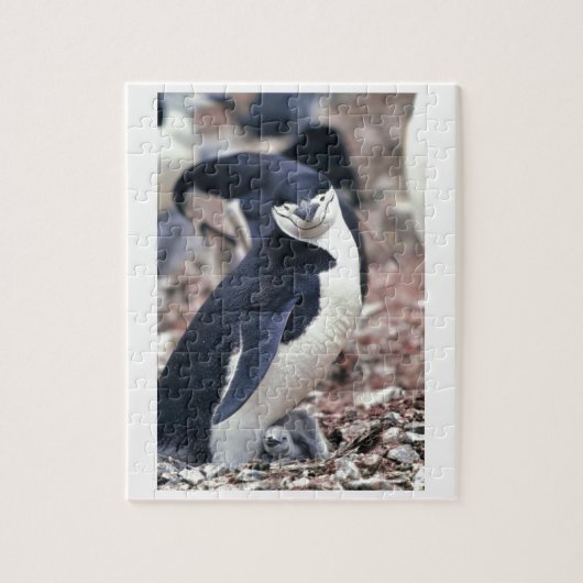 Penguin Bird Leuk Dier Zwart Wit Water Legpuzzel (Verticaal)