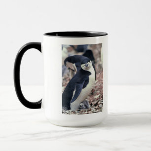 Penguin Bird Leuk Dier Zwart Wit Water Mok