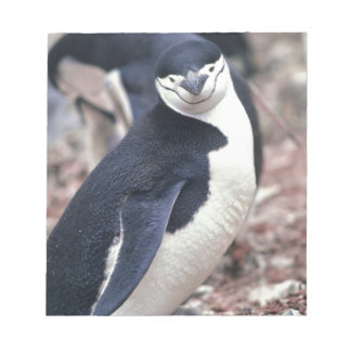 Penguin Bird Leuk Dier Zwart Wit Water Notitieblok
