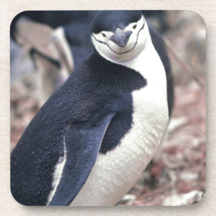 Penguin Bird Leuk Dier Zwart Wit Water Onderzetter