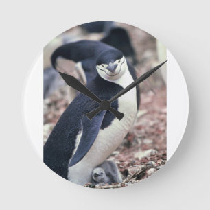 Penguin Bird Leuk Dier Zwart Wit Water Ronde Klok