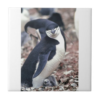 Penguin Bird Leuk Dier Zwart Wit Water Tegeltje
