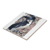 Penguin Bird Leuk Dier Zwart Wit Water Tegeltje (Zijkant)