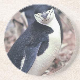 Penguin Bird Leuk Dier Zwart Wit Water Zandsteen Onderzetter