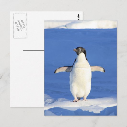 Penguin Briefkaart (Voorkant / Achterkant)