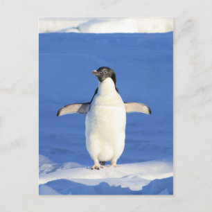 Penguin Briefkaart