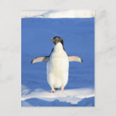 Penguin Briefkaart (Voorkant)