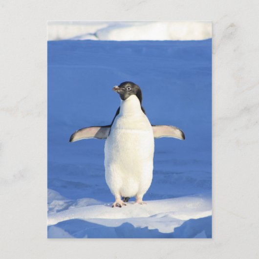 Penguin Briefkaart (Voorkant)