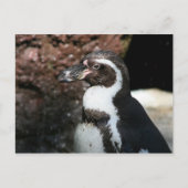 Penguin Briefkaart (Voorkant)