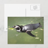 Penguin Briefkaart (Voorkant / Achterkant)