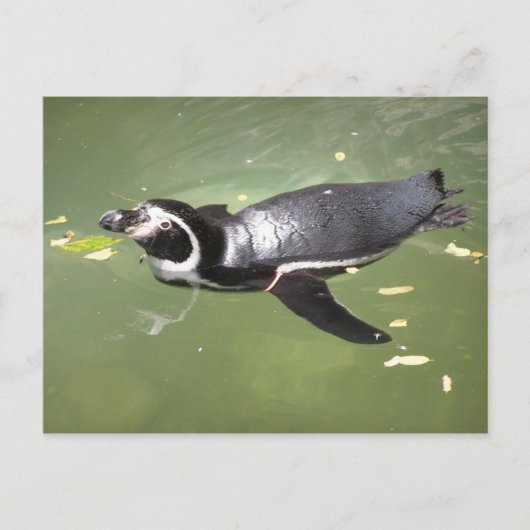Penguin Briefkaart (Voorkant)