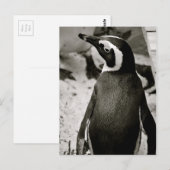 Penguin Briefkaart (Voorkant / Achterkant)