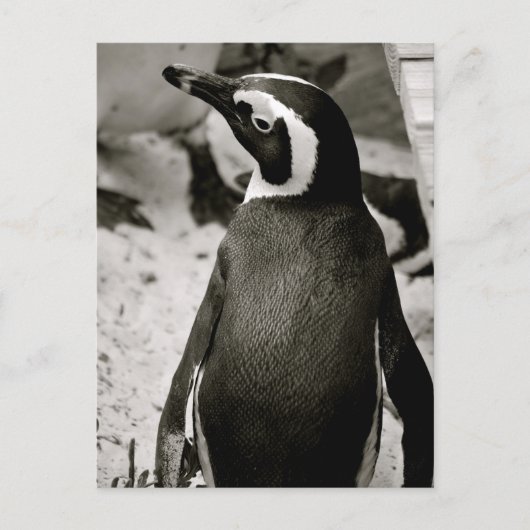 Penguin Briefkaart (Voorkant)